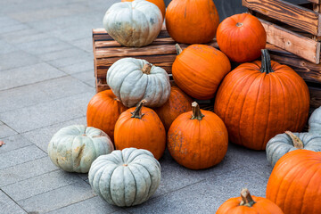 Autumn pumpkin background. A rich harvest of pumpkins in the street. The concept of Halloween or Thanksgiving.