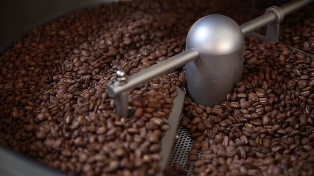 Freshly roasted coffee beans cooling in specialty roaster
