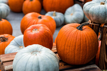 Autumn pumpkin background. A rich harvest of pumpkins in the street. The concept of Halloween or Thanksgiving.