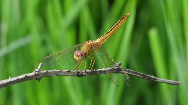 Scarlet skimmer dragonfly. Its common names&nbsp;ruddy marsh skimmer and Crocothemis servilia. This is a&nbsp;species&nbsp;of&nbsp;dragonfly&nbsp;of the family&nbsp;Libellulidae, native to&nbsp;east&nbsp;and&nbsp;southeast Asia.&nbsp;