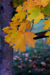 Vibrant Autumn Leaves Displaying Shades of Yellow and Orange Against a Background of Green Grass and Tree Bark, Capturing the Essence of Fall in Nature's Canvas