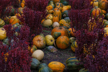 A Vibrant Autumn Scene Featuring a Variety of Pumpkins and Colorful Foliage Amidst the Harvest Season, Perfect for Celebrating Fall and Seasonal Decorations © Viktoriia