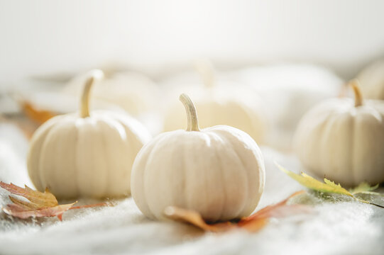 Autumn Composition with Miniature White Pumpkins. White pumpkins arranged with autumn maple leaves on a soft textured blanket in warm natural light
