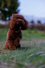 A Charming and Playful Brown Dog Enjoying Nature in a Lush Green Field Surrounded by Trees and Blue Sky. This Heartwarming Image Captures a Moment of Canine Delight and Curiosity.