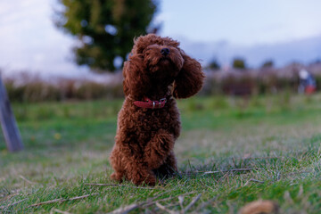 Adorable Brown Poodle Standing Elegantly with Ears Flopped on a Gorgeous Green Landscape Under a Beautiful Sky at Dusk