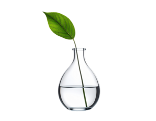 Modern glass vase with single green leaf stem, transparent reflections