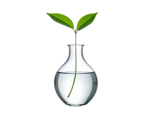 Modern glass vase with single green leaf stem, transparent reflections