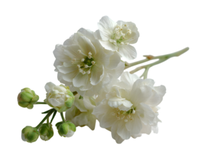 Double Petal White Flowers and Buds on Black floral