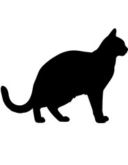 Silhouette of a cat