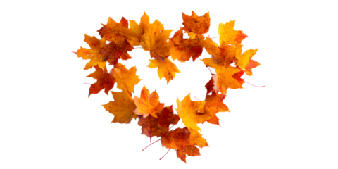 Heart shape formed by vibrant autumn maple leaves on black