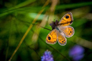 View on Wall Brown, latin name Lasiommata megera, butterfly in a field with greens during summer