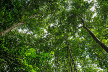Bottom-up view beautiful green forest. sunrise in a spring  forest with bright young foliage glowing in the rays of the sun and shadows from tree