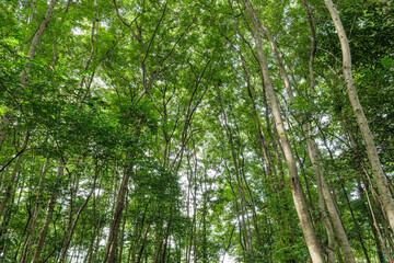 Fototapeta premium Nature green forest. sunrise in a spring forest with bright young foliage glowing in the rays of the sun and shadows from tree