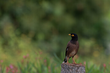 A beautiful Myna perched on cement post with blurred lush green background.