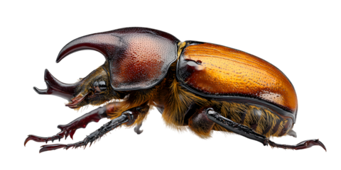 Rhinoceros Beetle with Golden Elytra and Horn insect