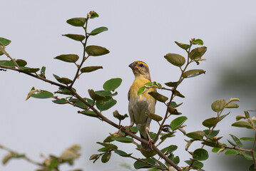 A beautiful Baya weaver perched on a tree branch with blurred background.