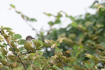 A beautiful Sunbird perched on a tree branch with blurred background.