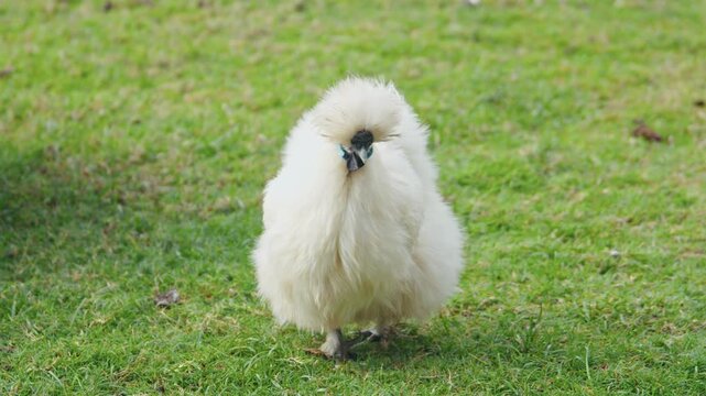 A white silkie hen scratching and foraging on the green grass of a backyard, white a black australorp walks past behind her.