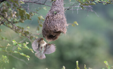 A beautiful  Baya weaver bird in action, in mid flight near it nest   and well blurred lush green background with leaves.