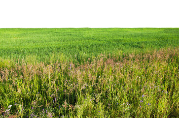 Lush Green Field with Wildflowers and Grasses