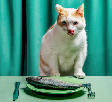 Cat with tongue out stares at raw fish on plate humorously indoors