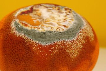 Overripe and rotten mandarin. Rotten tangerine covered with mold