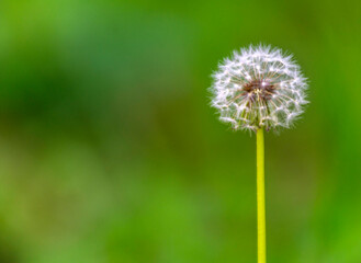 Pissenlit vigoureux dans le marais de Lavours à Aignoz, Ceyzérieu, Ain, France