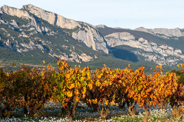 Autumn vineyard with red leaves and mountain backdrop in La Rioja, Spain, symbolizing agricultural heritage, natural rhythm and sustainable landscape