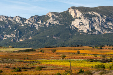 Autumn vineyards with golden leaves and mountain background in La Rioja, Spain, representing agricultural heritage and sustainable wine landscape for branding and editorial use