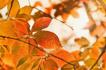 Autumnal colored beech leaves  falling from the tree flying in the wind.