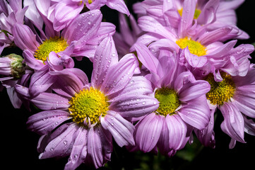 Soft Lavender Chrysanthemums with Dewdrops Against a Dark Background
