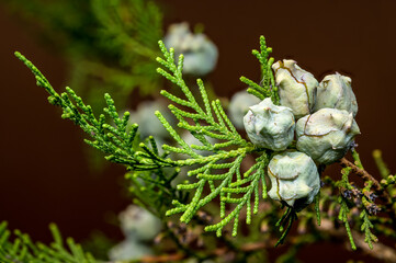  Detailed View of Cypress Tree Cones and Branch