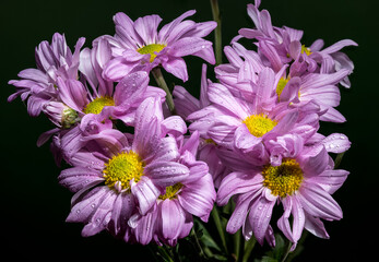 Soft Lavender Chrysanthemums with Dewdrops Against a Dark Background