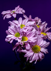 Bouquet of Lavender Chrysanthemums Against a Deep Violet Background
