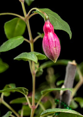 Fuchsia Blossoms with a Dark and Moody Backdrop