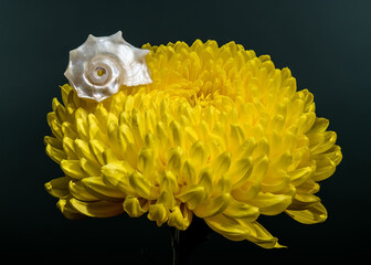 Radiant Yellow Chrysanthemum with a Snail Shell