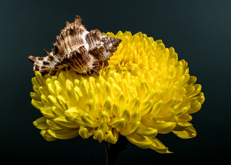 Radiant Yellow Chrysanthemum with a Snail Shell