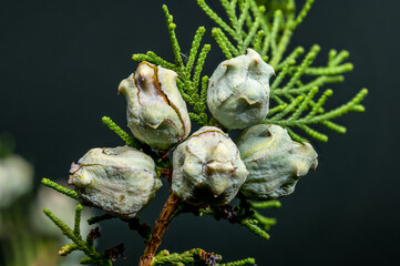Macro Shot of Cypress Tree Seed Cones