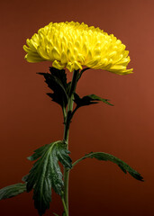 Vibrant Yellow Chrysanthemum Stem on Brown Background