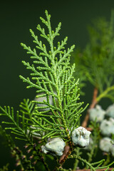 Cypress Cones Against a Soft Green Background
