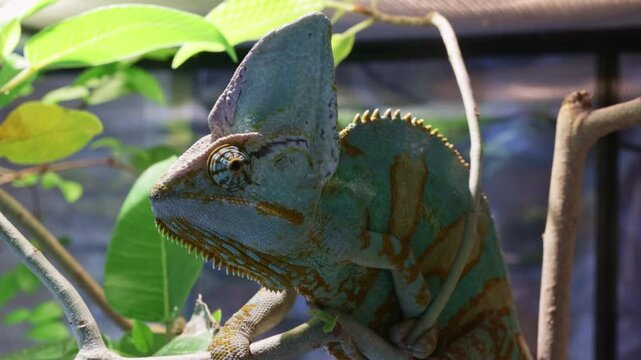 Chamaeleo calyptratus. A detailed close-up of a Veiled chameleon perched on a branch, showcasing its vibrant green and orange patterns and distinctive casque in a lush, naturalistic habitat