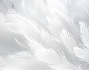 Fototapeta premium Intertwined White Feathers with Silky Texture and Ethereal Flow