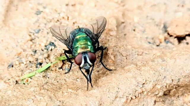 쇠파리가 빨대를 닦고 손발을 비비는 모습

A fly cleaning a straw and rubbing its legs
