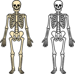 colored and black outline only vector illustration of skeleton character, halloween themed coloring page