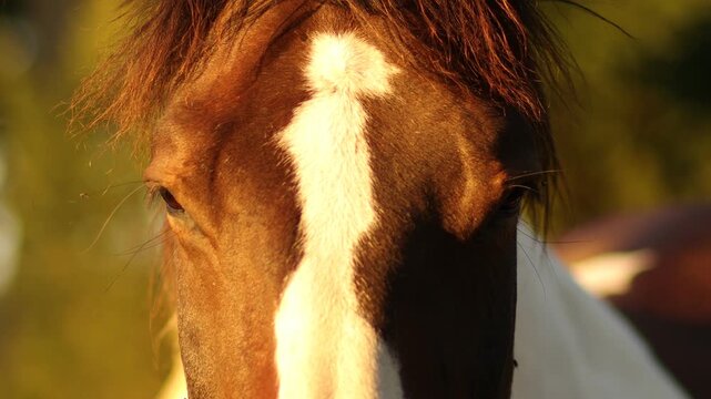 Close-up shot of a horse&rsquo;s eye on a sunny summer day. Small flies are buzzing around the eyelid and lashes, bothering the animal. The horse blinks and slightly twitches its skin