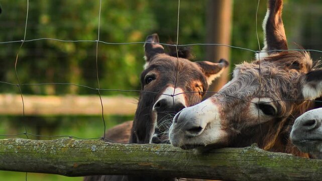 Close-up of curious donkeys eagerly reaching for food from a hand, showcasing their playful interaction and expressions in a serene farm setting with natural light