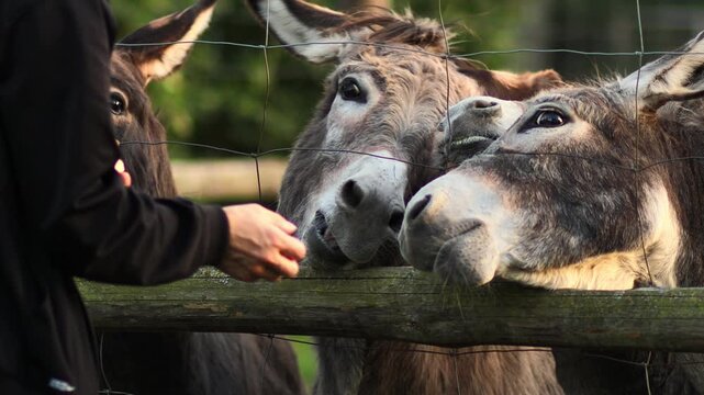 Person feeding three curious donkeys through a fence, showcasing the interaction and connection between human and animals in a serene outdoor setting