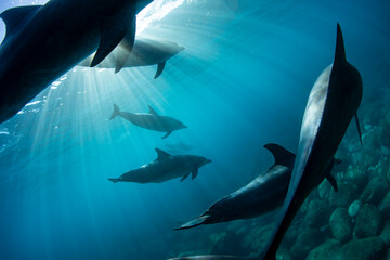 Sunlight and a view of a group of dolphins