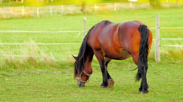 Majestic brown horse grazing in a lush green pasture, showcasing the serene beauty of nature and the peaceful interaction between animal and environment
