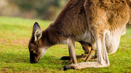 Eastern Grey Kangaroo Mother with Joey Peeking from Pouch in Green Field